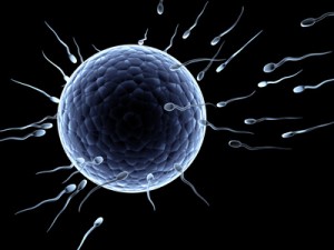 Spermienqualität Fruchtbarkeit