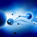 Spermiogenese Spermatogenese