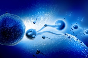 Vitamin E Eizelle Befruchtung Spermien